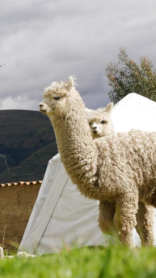 Domos Cordillera Blanca Villa Huaraz  Eksteriør billede